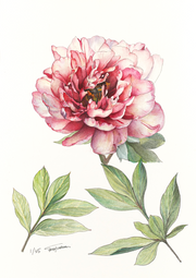 Peony of the month Hillary Itoh