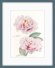 Botanical Prints: Blushing Princess Peony