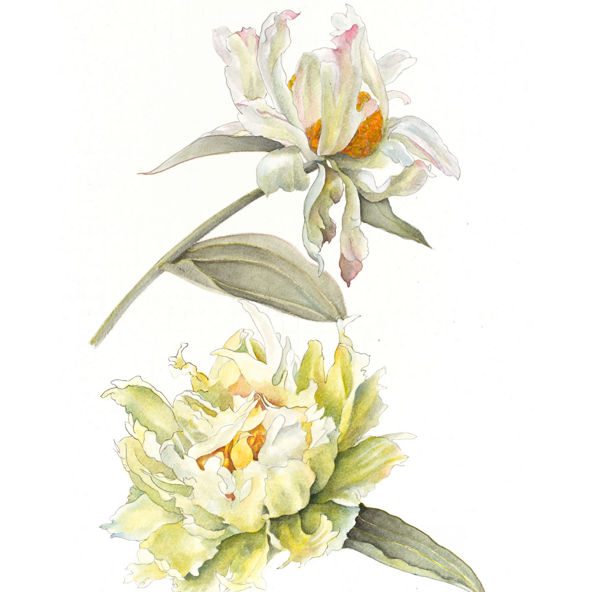 August - Green Lotus