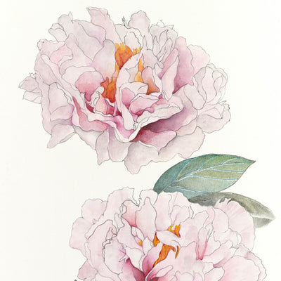 September - Blushing Princess