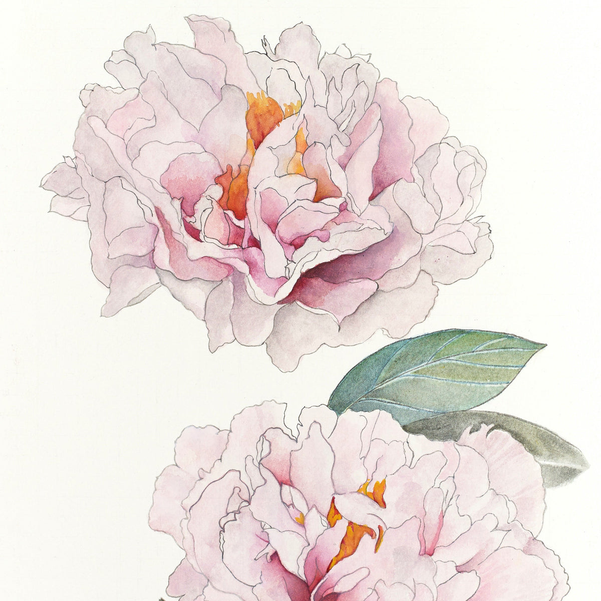 Peony of the Month - Blushing Princess