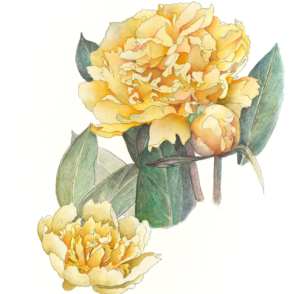 Goldilocks Peony of the Month October