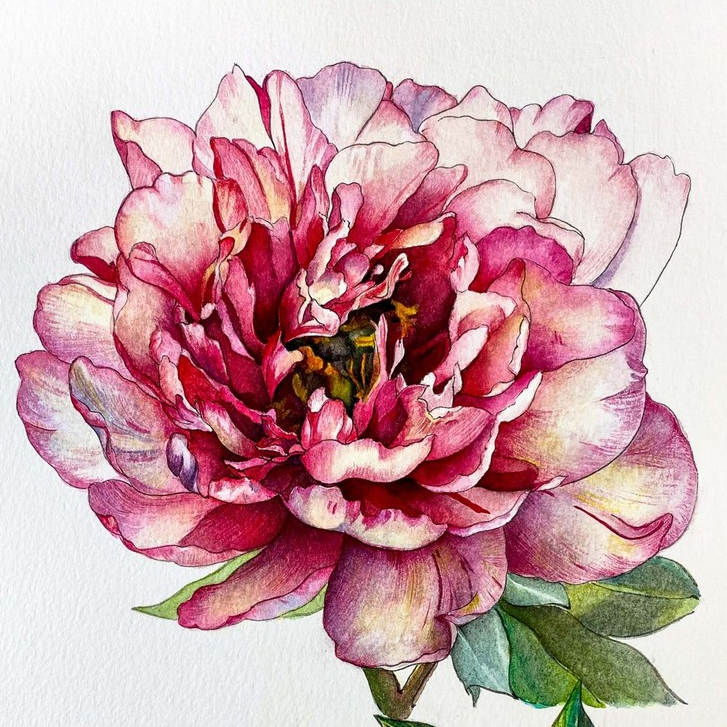 Peony of the Month - January Hillary Itoh
