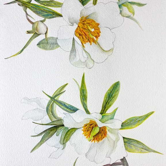March - Early Windflower