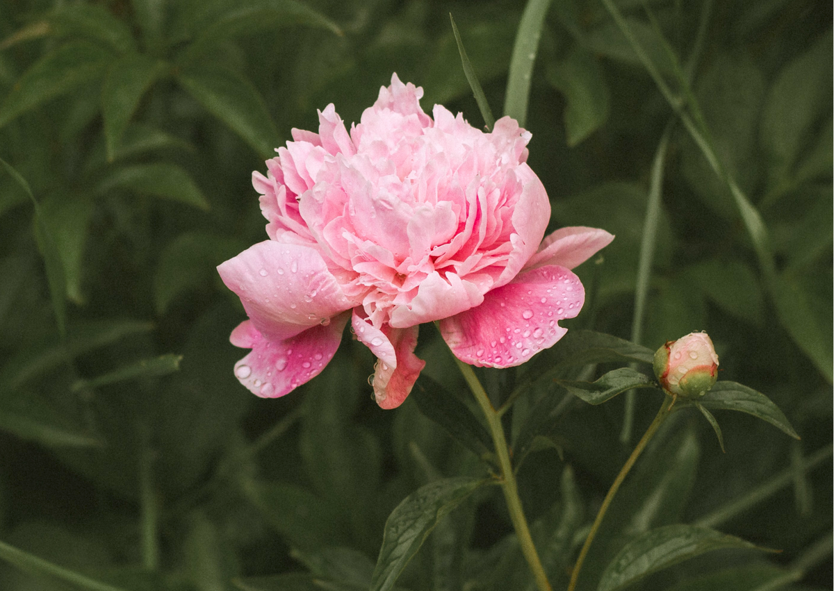 Peony Singing in the Rain