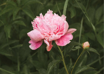Beat Autumn Blues and Sing in the Rain... The Peony Girl Style!