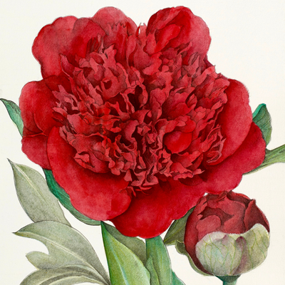 December - Christmas Velvet Peony