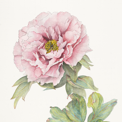 June - Shunkoju