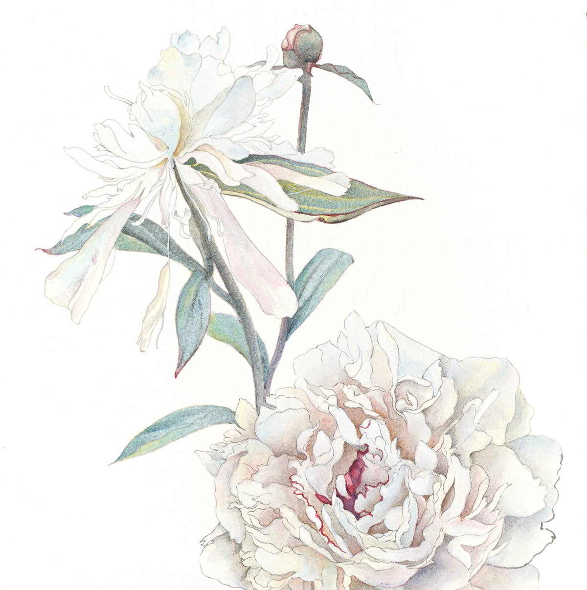 Festiva Maxima