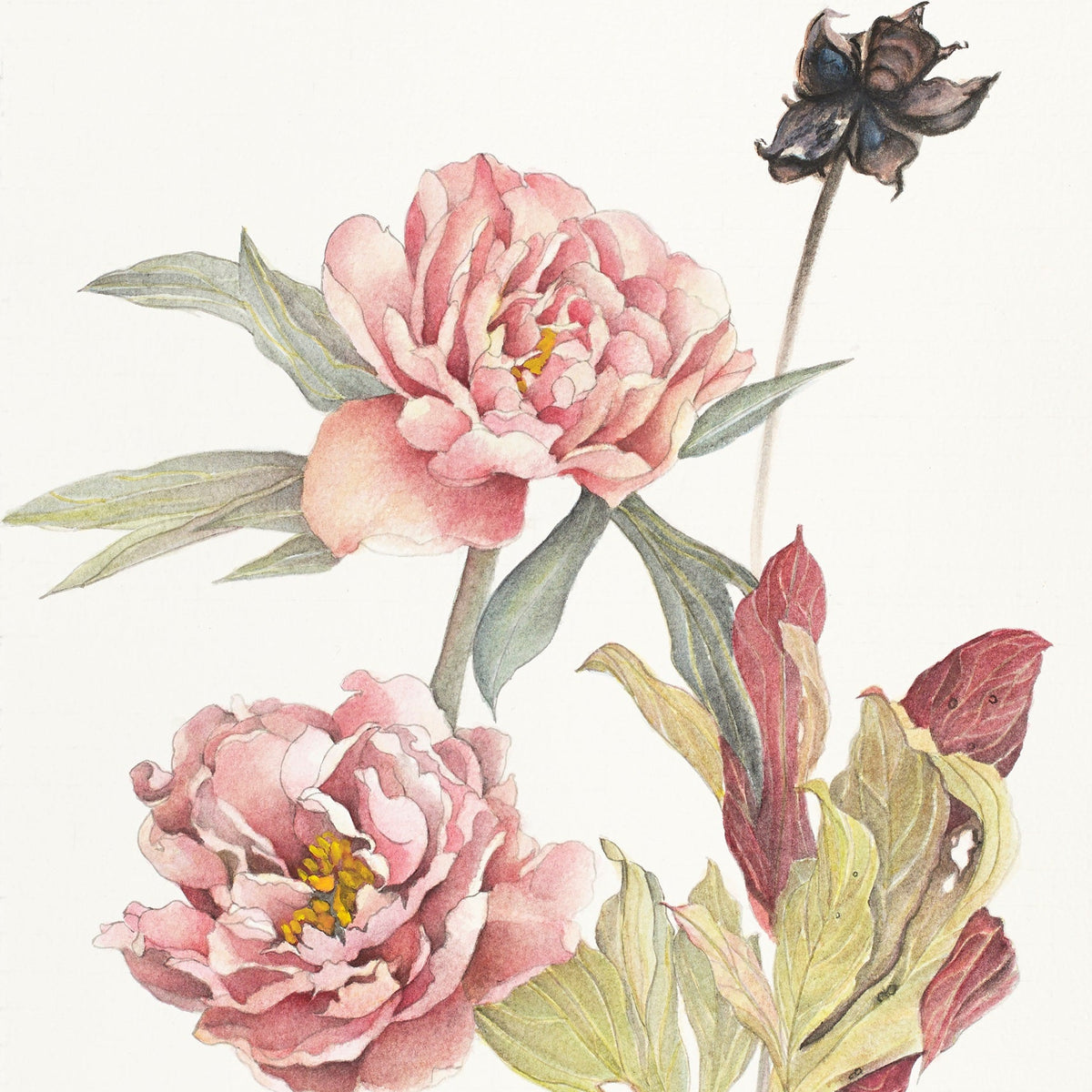 Singing in the Rain Peony Art 