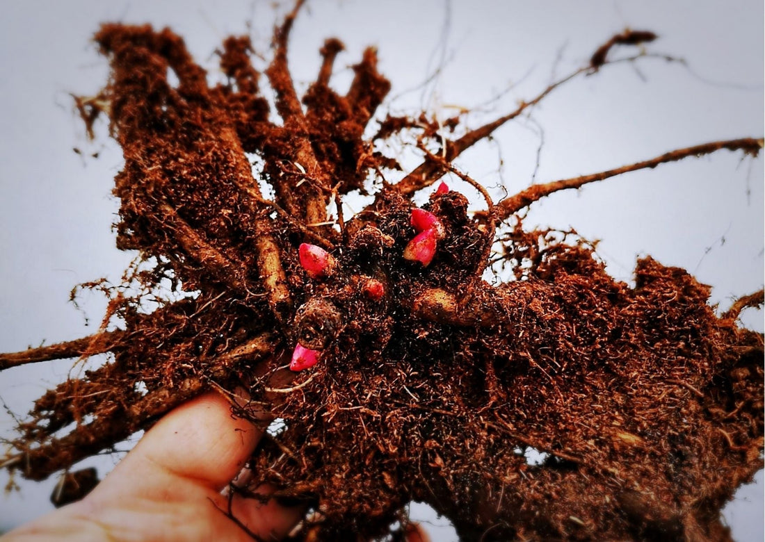 Peony roots