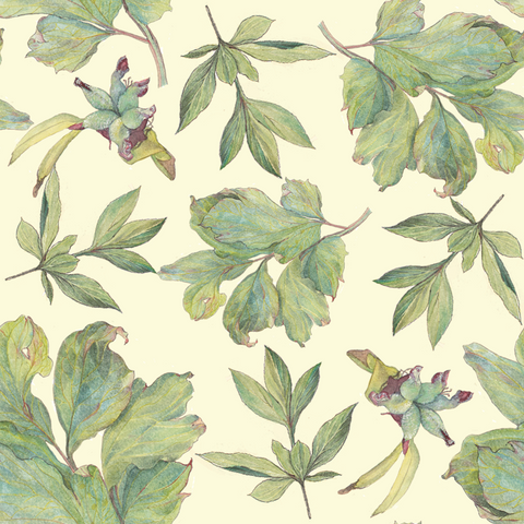 peony green leaf peony