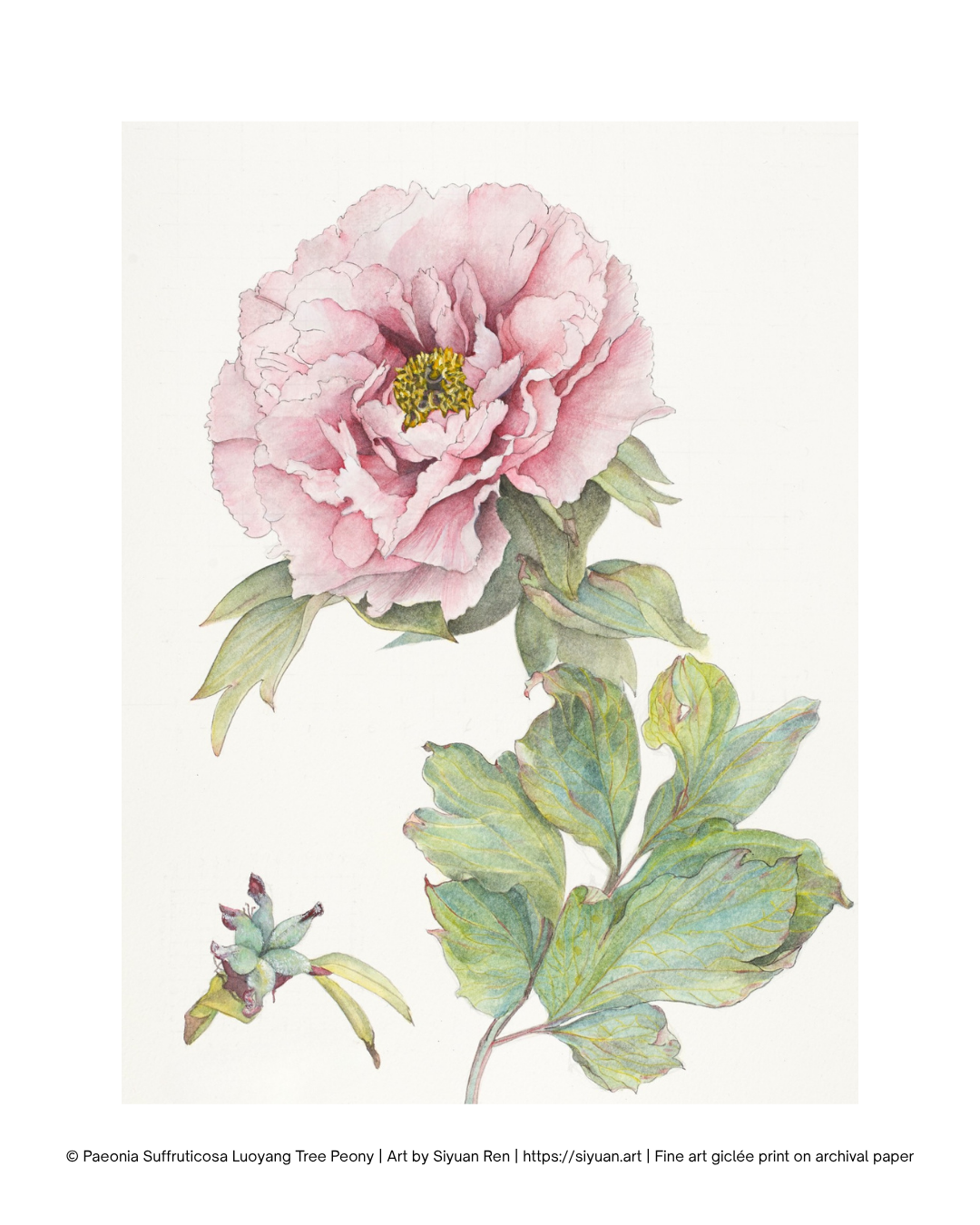 A botanical art print depicting a large pink peony flower with green leaves on a cream background, with a small bud detail in the lower left and a copyright line at the bottom.