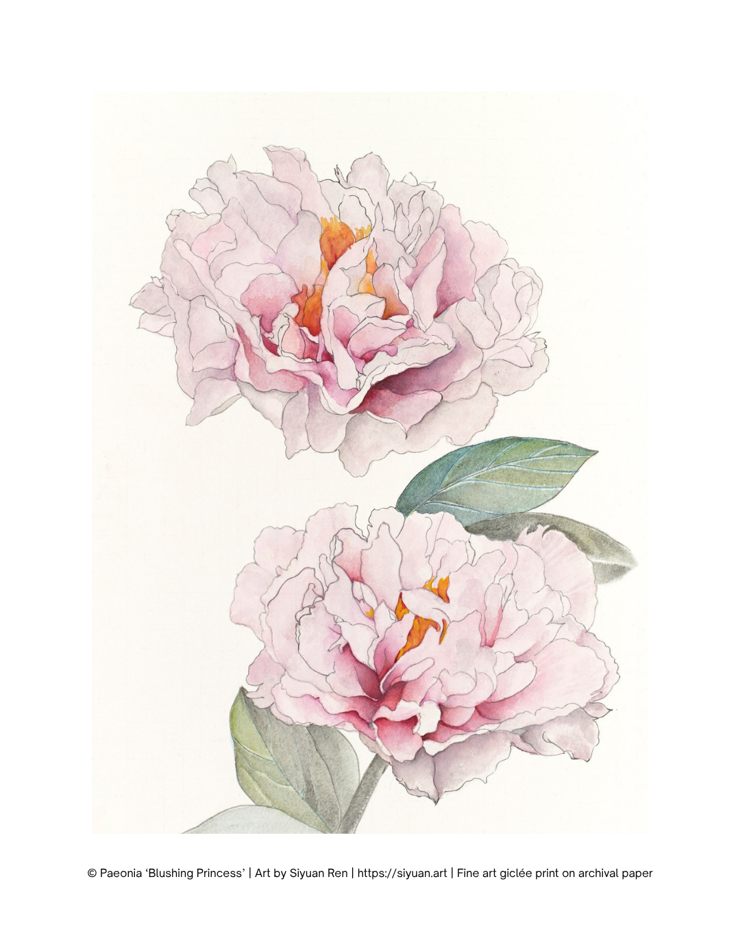 A botanical art print featuring two delicate pink peony flowers with green leaves on a white background, with a copyright line at the bottom reading 'Paonia: Brushing Princess | Art by Syyan Ron | https://syyan.art | Fine art glipse print on archival paper'.