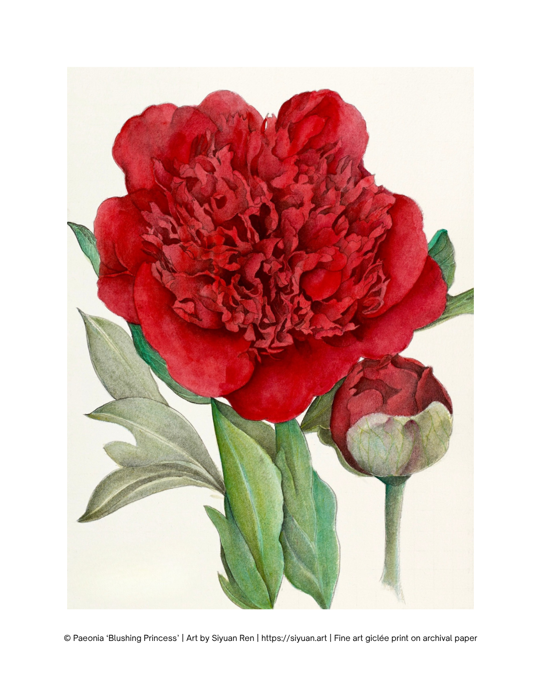 A botanical art print featuring a vibrant red peony flower with green leaves and a small bud on an off-white background, with copyright text at the bottom.