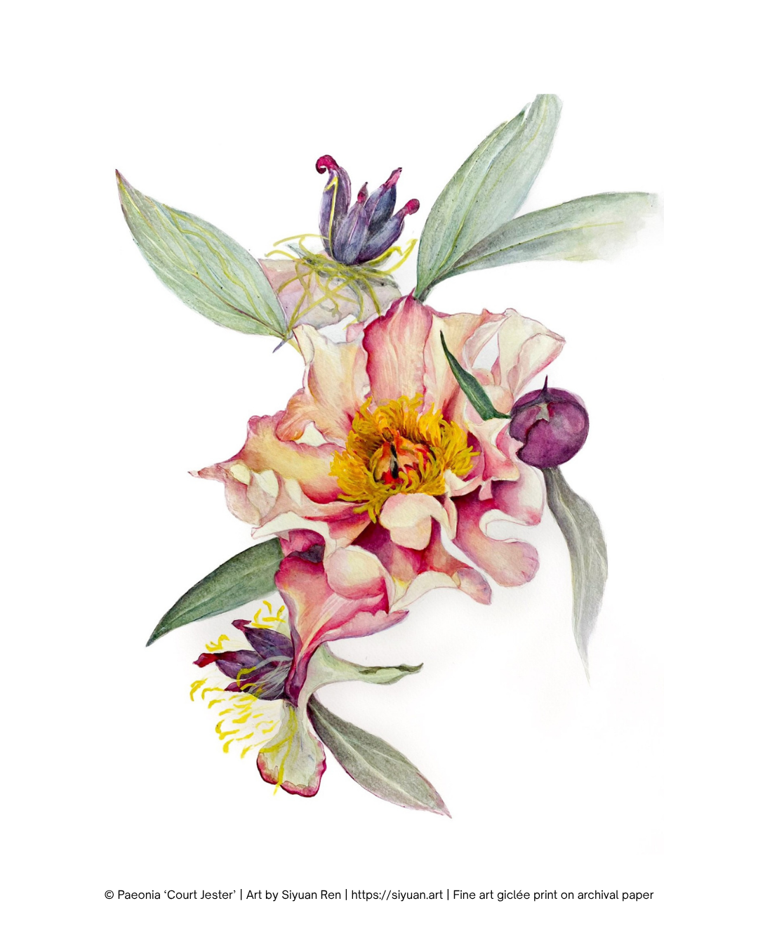 Watercolor botanical art print featuring a cluster of pink and yellow peony flowers with green leaves and purple buds on a white background, with a small copyright and artist credit text along the bottom margin.