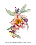 Watercolor botanical art print featuring a cluster of pink and yellow peony flowers with green leaves and purple buds on a white background, with a small copyright and artist credit text along the bottom margin.
