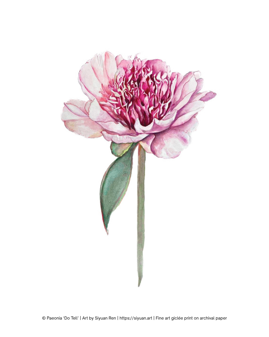 A watercolor-style floral print showing a single pink peony flower with green leaves and stem on a white background, with small copyright text along the bottom edge.