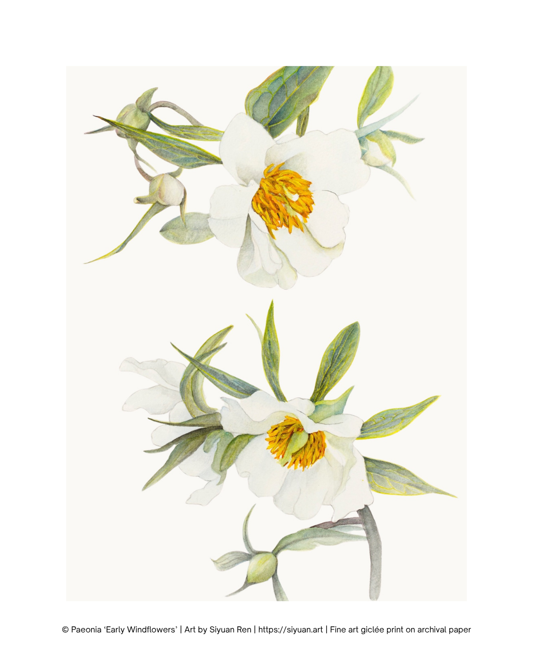 A botanical art print featuring two white peony flowers with yellow centers and green leaves on a cream background, with a copyright line at the bottom.