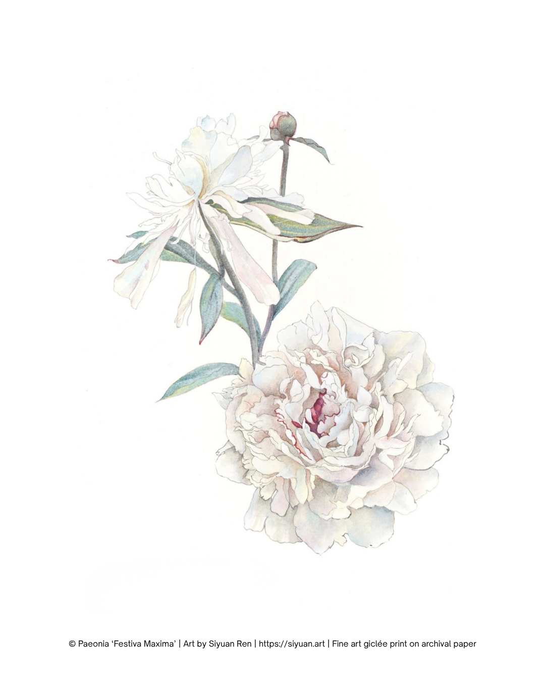 A botanical art print featuring delicate watercolor illustrations of white and pale pink peony flowers with green leaves on a white background, with a copyright line at the bottom.