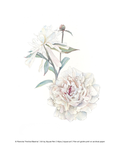 A botanical art print featuring delicate watercolor illustrations of white and pale pink peony flowers with green leaves on a white background, with a copyright line at the bottom.