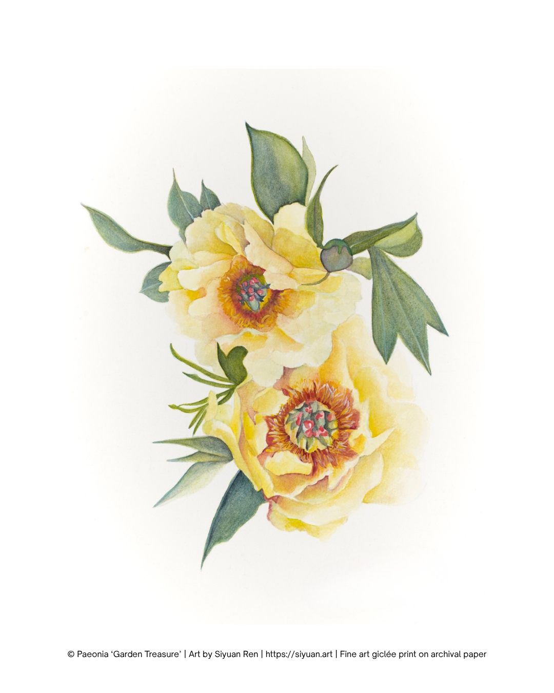 Watercolor-style floral art print featuring two pale yellow peony-like flowers with green leaves on a white background, with small copyright text along the bottom.