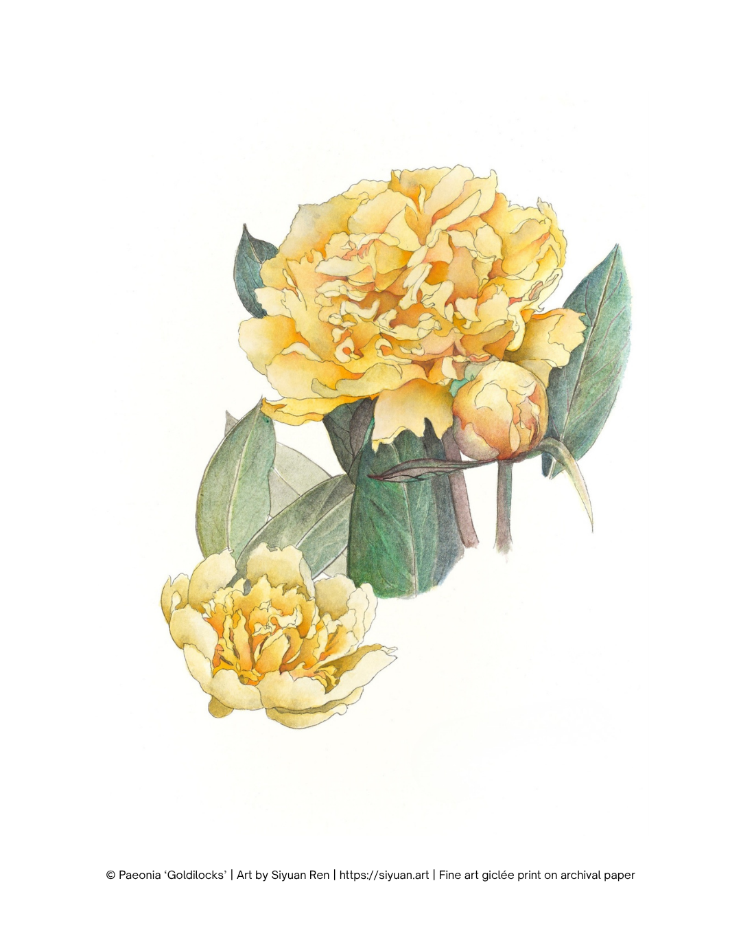 A botanical art print featuring yellow peony flowers and green leaves on a white background, with a small artist credit line at the bottom.