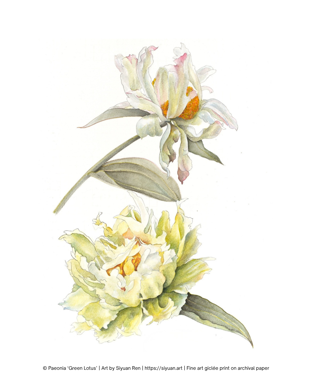 Botanical art print featuring two watercolor flowers on a white background, with a small copyright and artist credit line along the bottom edge.