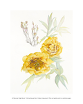 A botanical art print featuring two yellow peony flowers and pale green leaves on a white background, with a small gray-brown flowering branch at the top left. A copyright line at the bottom reads 'Pavonia “High Noon” | Art by Styan Ron'.