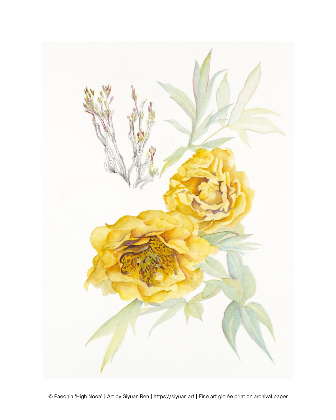 A botanical art print featuring two yellow peony flowers and pale green leaves on a white background, with a small gray-brown flowering branch at the top left. A copyright line at the bottom reads 'Pavonia “High Noon” | Art by Styan Ron'.