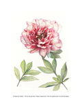 A botanical art print featuring a watercolor-style pink peony flower with green leaves on a white background, with small copyright text along the bottom.