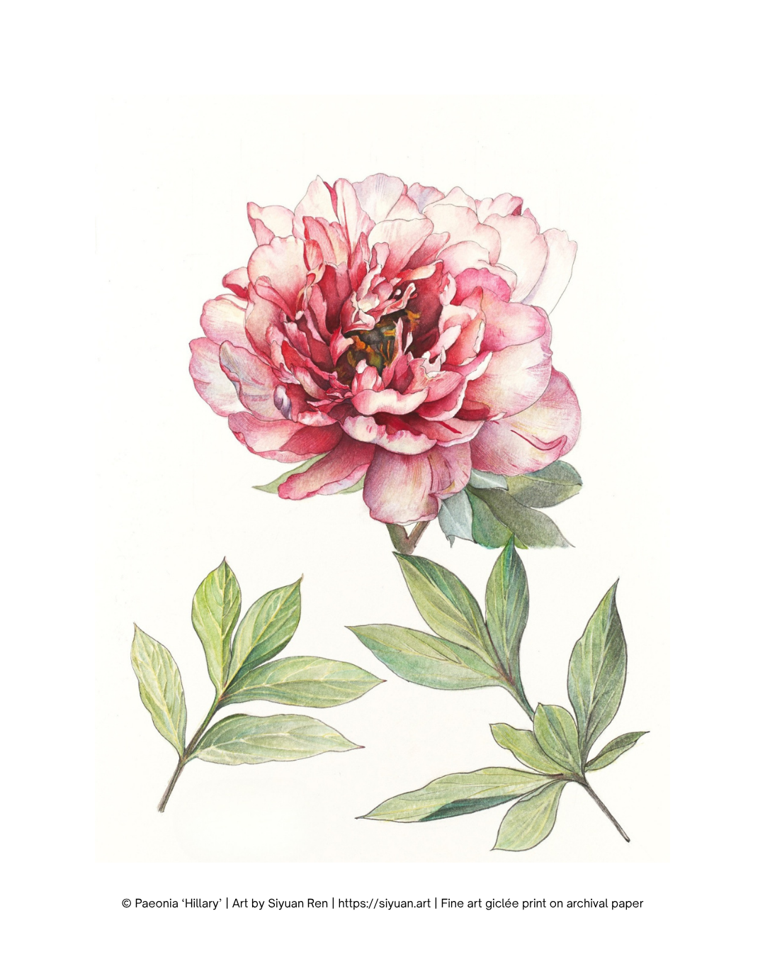 A botanical art print featuring a watercolor-style pink peony flower with green leaves on a white background, with small copyright text along the bottom.
