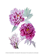 Watercolor-style botanical art print featuring two peony flowers in pink and magenta tones with green leaves on a white background, plus small pale stems at the lower left. A small copyright/artist credit line appears along the bottom edge.