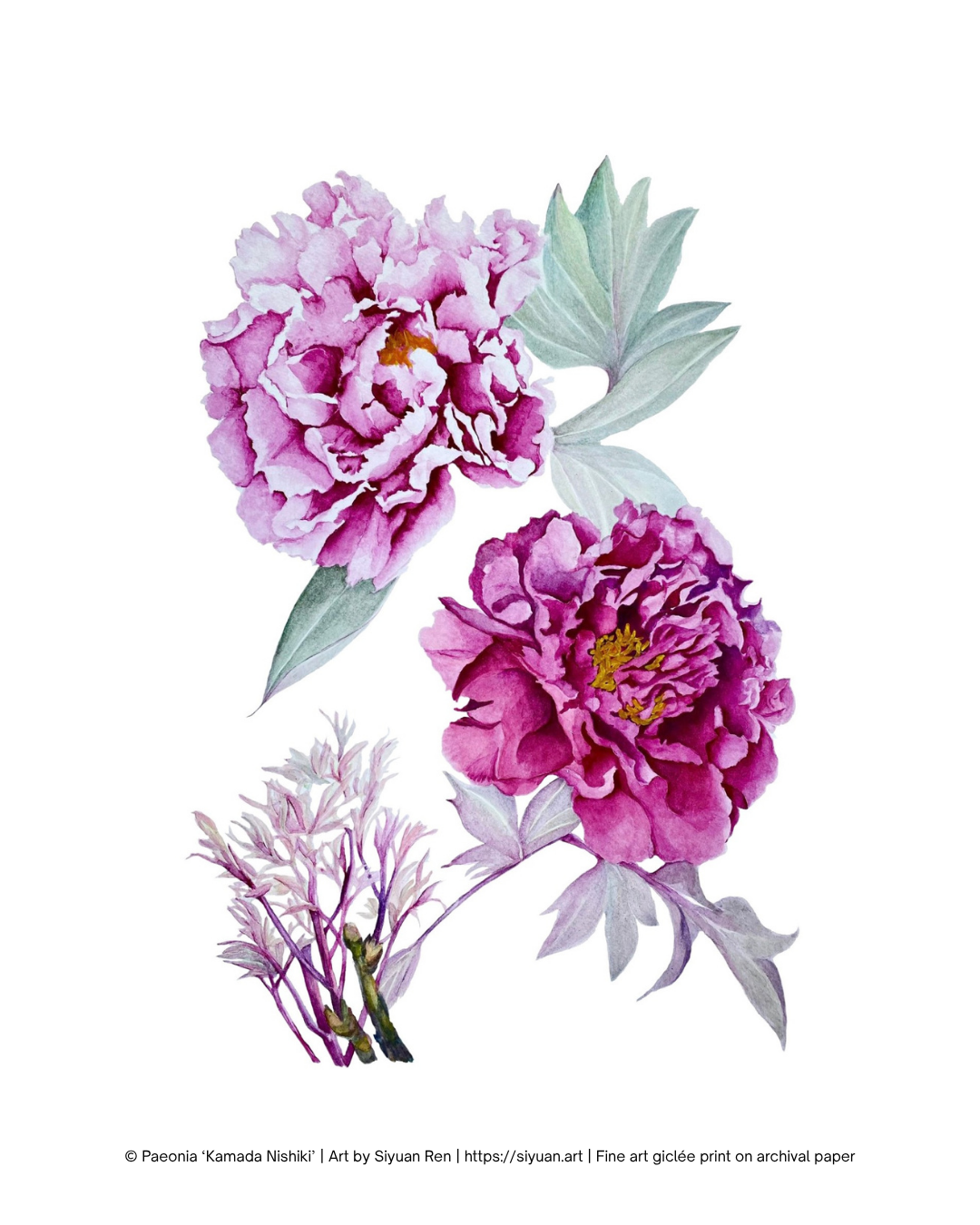 Watercolor-style botanical art print featuring two peony flowers in pink and magenta tones with green leaves on a white background, plus small pale stems at the lower left. A small copyright/artist credit line appears along the bottom edge.