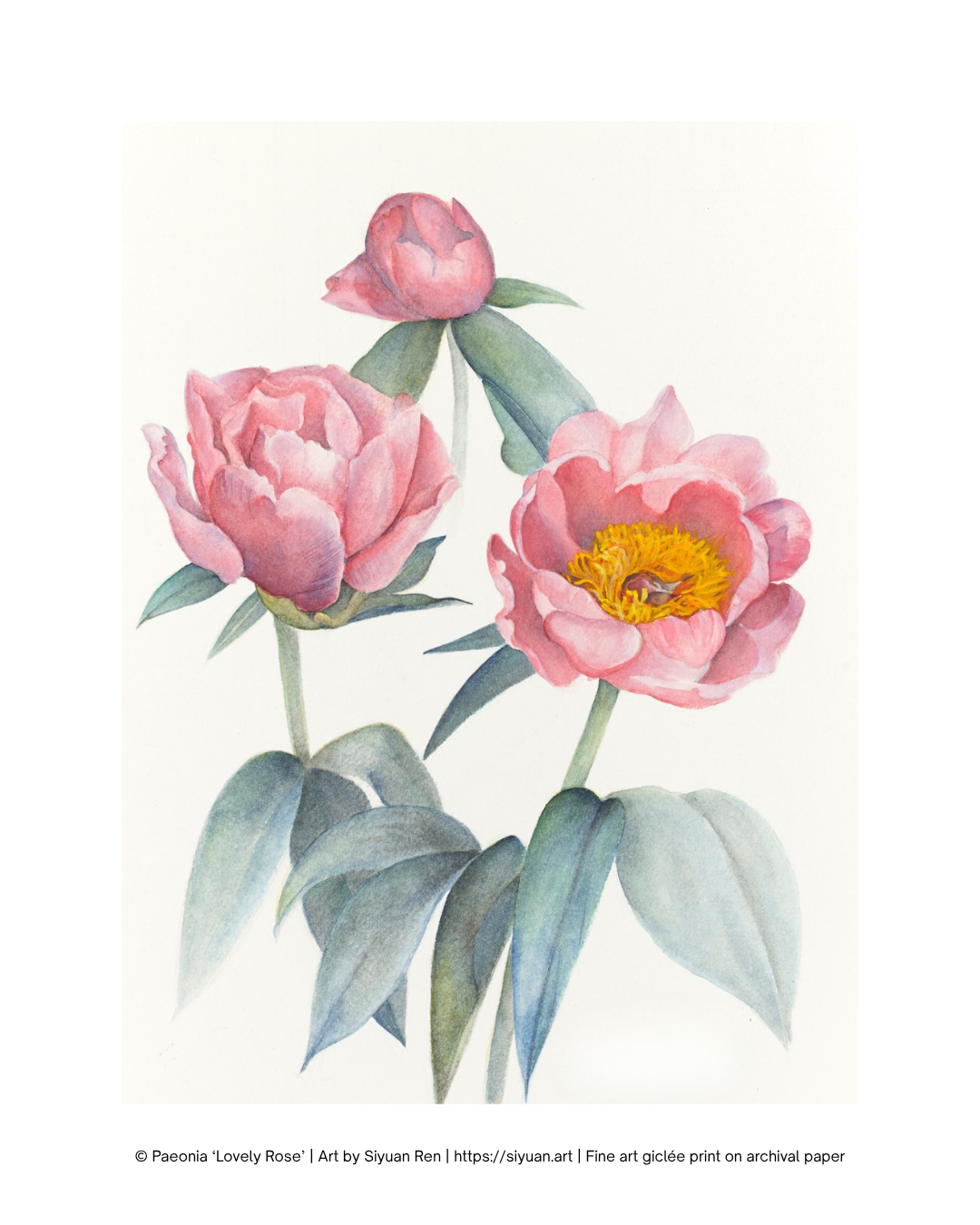 A botanical art print featuring three pink peony flowers with green leaves and yellow centers on a cream background, with a copyright and artist credit line at the bottom.