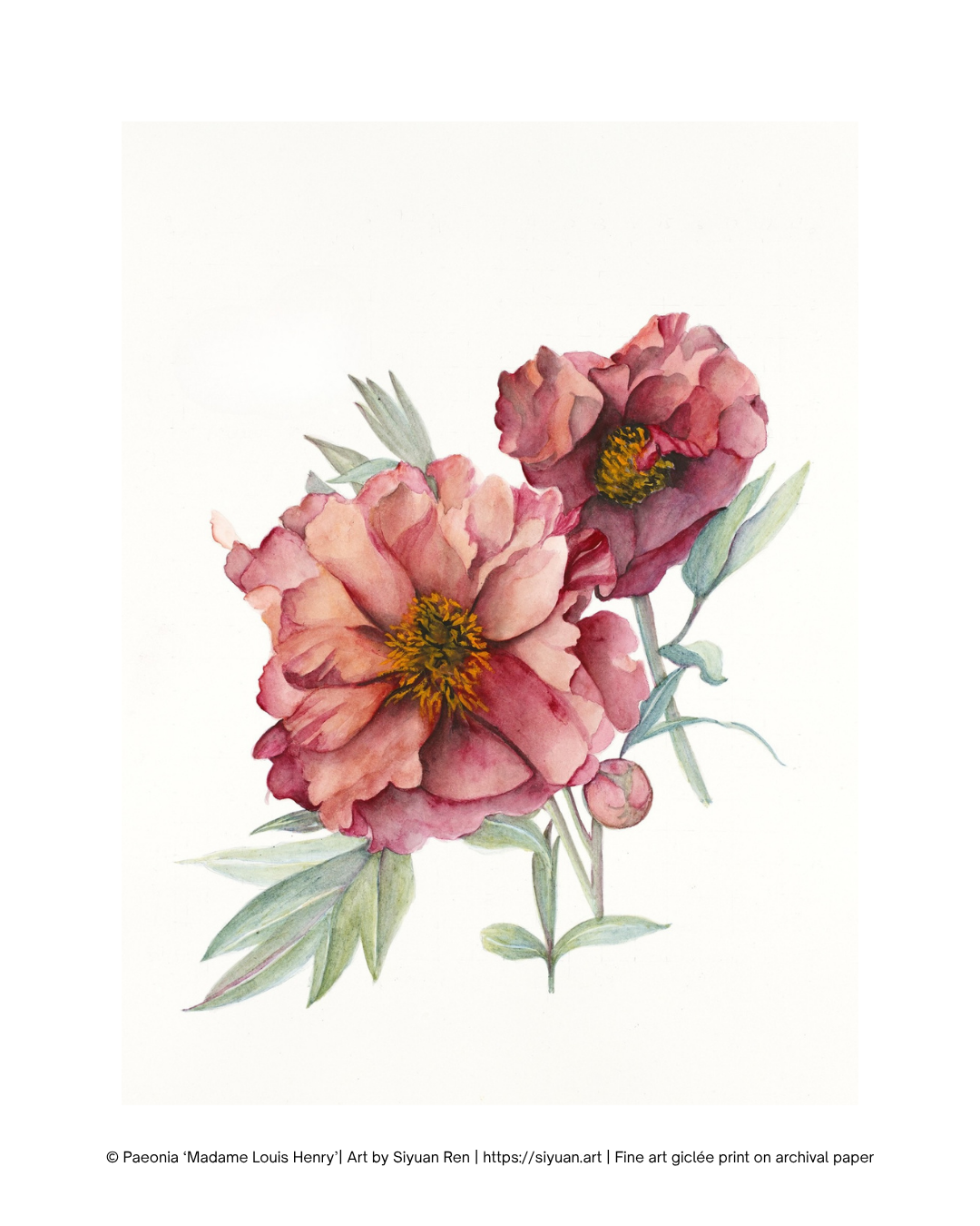 Watercolor floral art print featuring three pink peony flowers with green leaves and yellow centers on a white background, with small copyright text along the bottom.