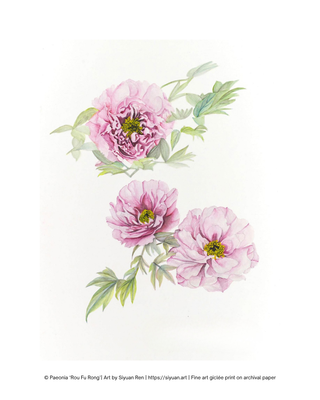 A botanical art print featuring three watercolor-style pink peony flowers with green leaves on a white background, with a small copyright and artist credit line along the bottom edge.