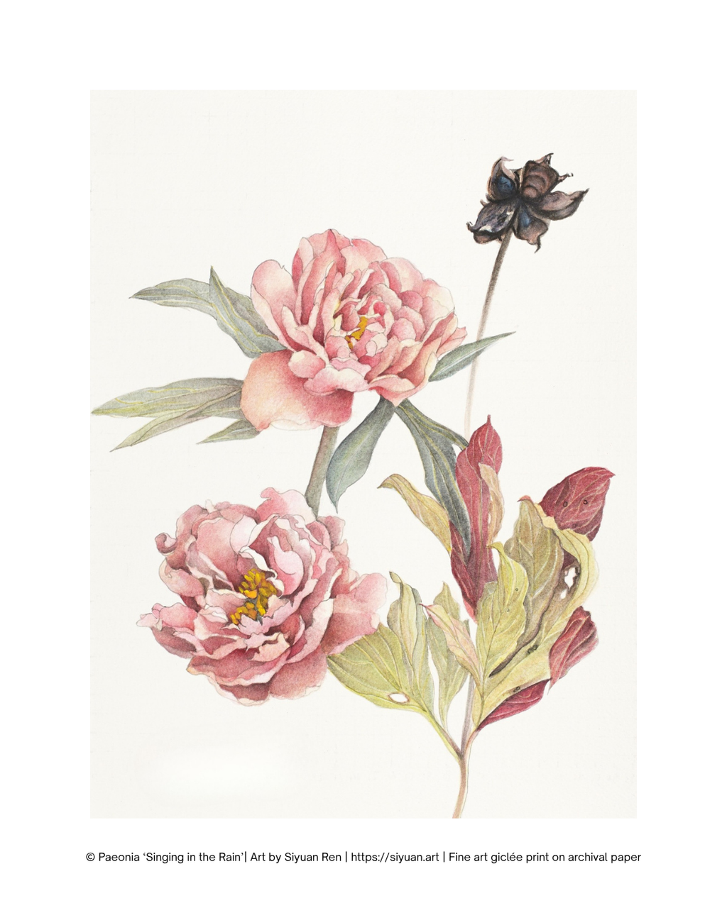 Botanical art print featuring two pink peony flowers with green and reddish leaves on a white background, with a small dark bud at the top right and a line of copyright text along the bottom.