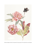 Botanical art print featuring two pink peony flowers with green and reddish leaves on a white background, with a small dark bud at the top right and a line of copyright text along the bottom.