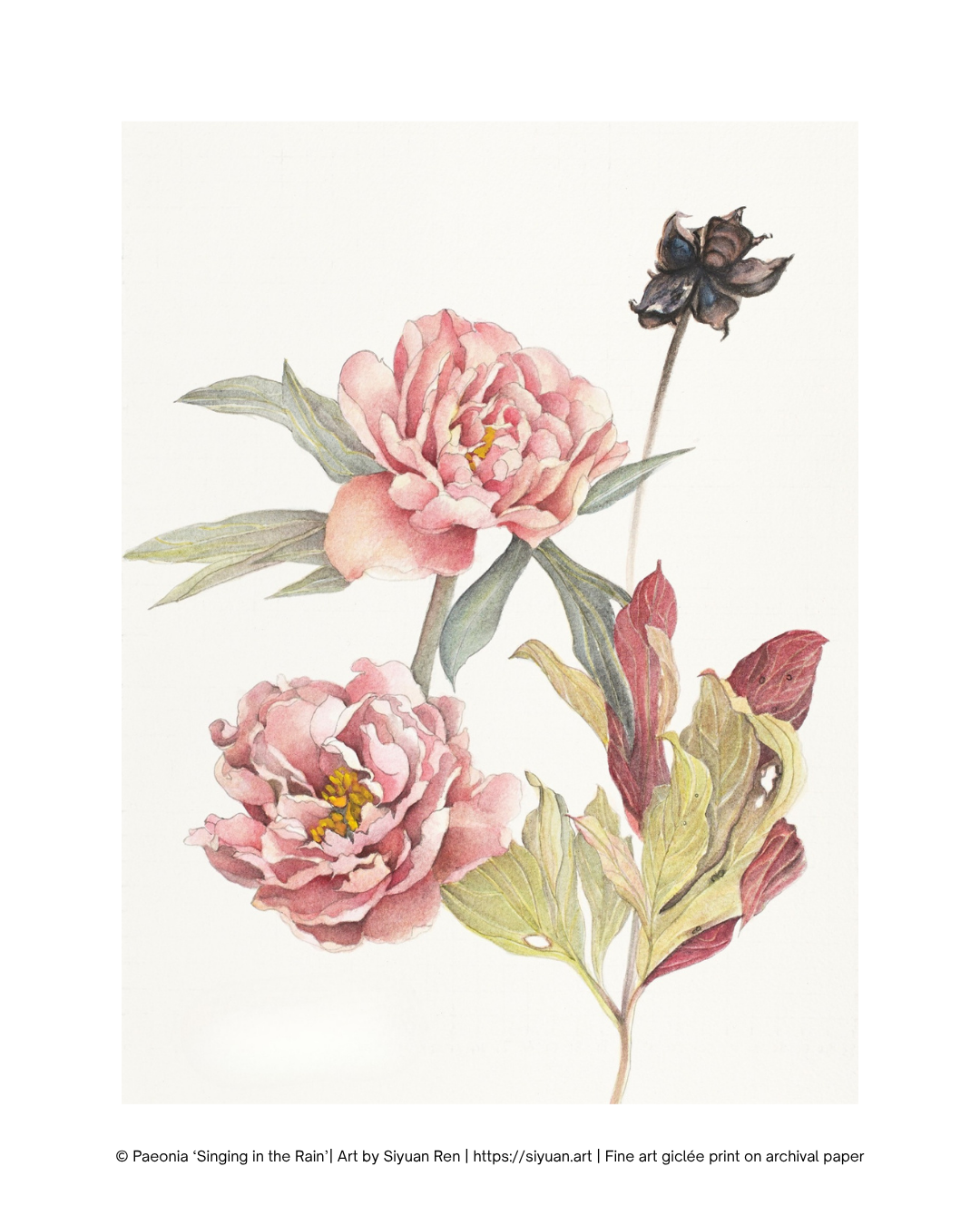 Botanical art print featuring two pink peony flowers with green and reddish leaves on a white background, with a small dark bud at the top right and a line of copyright text along the bottom.