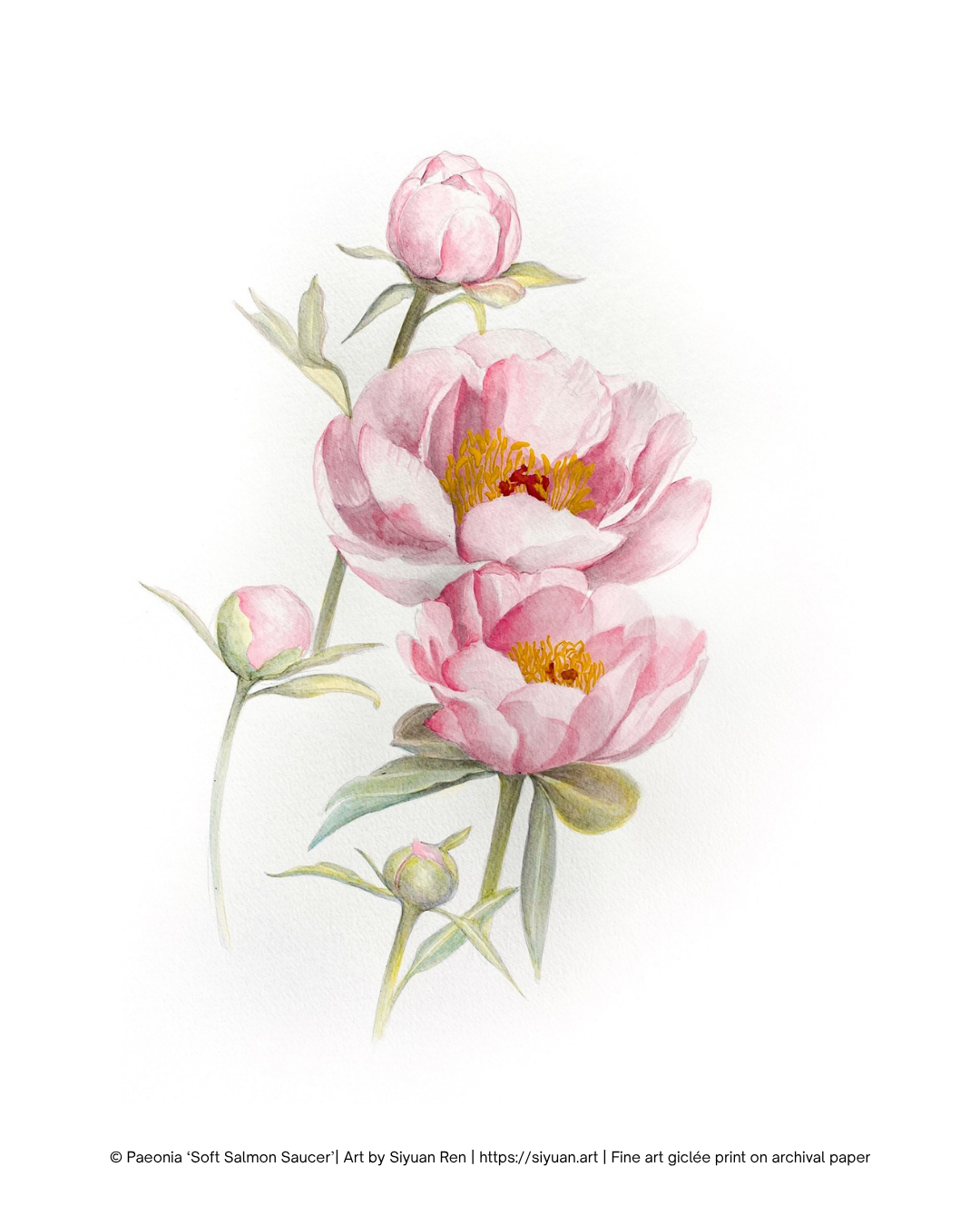 Watercolor-style botanical artwork of three pale pink peony flowers with green leaves and yellow centers on a white background, with small copyright text along the bottom edge.
