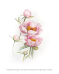 Watercolor-style botanical artwork of three pale pink peony flowers with green leaves and yellow centers on a white background, with small copyright text along the bottom edge.
