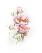 Watercolor-style botanical artwork of three pale pink peony flowers with green leaves and yellow centers on a white background, with small copyright text along the bottom edge.