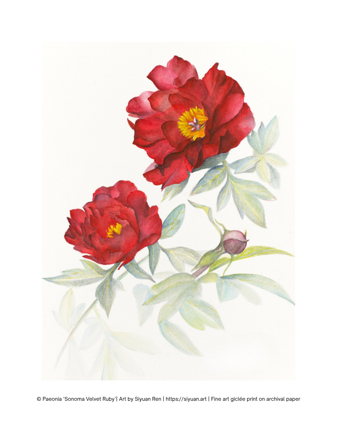 Watercolor art print featuring two red peony flowers with yellow centers and green leaves on a white background, with a copyright line at the bottom.