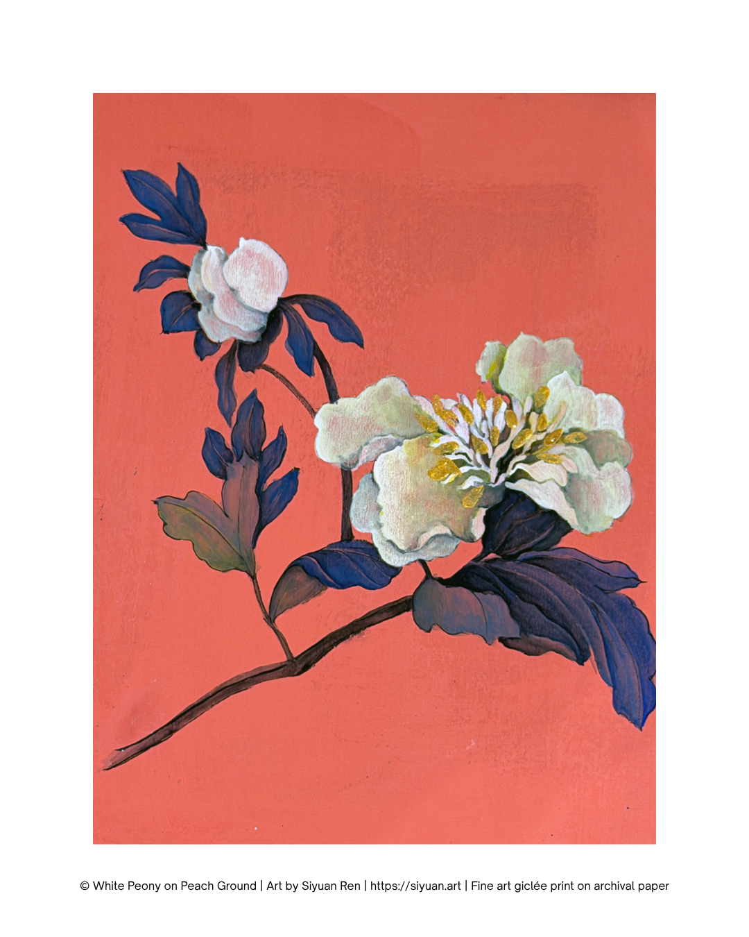 'White Peony on Peach Ground' Fine Art Print