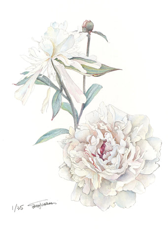 Botanical Prints: Festiva Maxima Peony