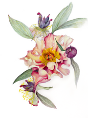 Botanical Prints: Court Jester