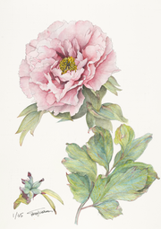 Botanical Prints: Shunkoju Peony