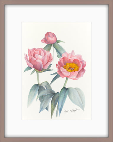 Botanical Prints: Lovely Rose Peony