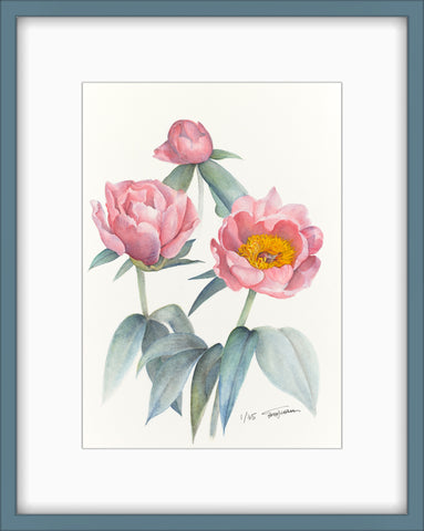 Botanical Prints: Lovely Rose Peony